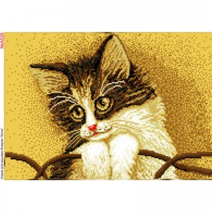 A526 Котик