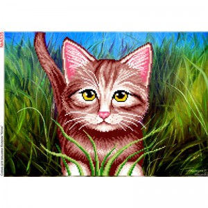A535 Котик у траві